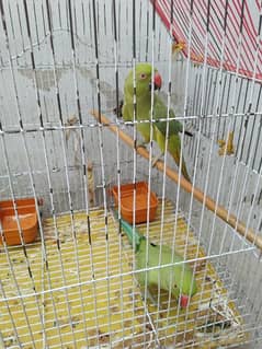Two parrots for sale Rs 7000