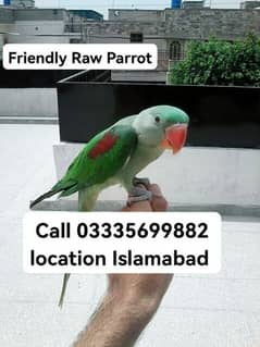 Hand Tamed Full Friendly Raw Male Parrot Jumbo Size