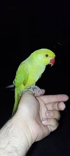 03435131048 Green ringneck  parrot handtame