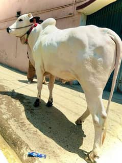 Special for Eid UL adha bull for sale