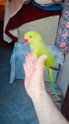 03435131048 Green ringneck self chick handtame parrot