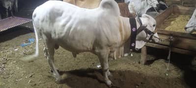Cow for Sale / Qurbani ka Janwar