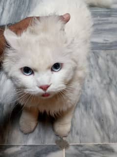 Persian white Cat Blue eyes