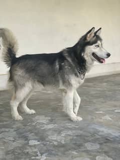 husky Pair for sale | Only Dog Lovers