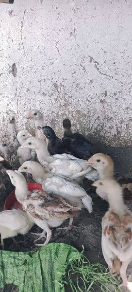 Aseel Chicks for sale 2