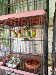 love birds for sale ( Fisher green and lutino ]