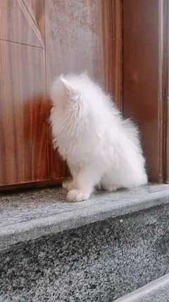 Persian Cats Persian Kittens Extrene quality