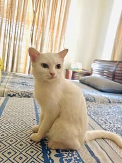 3 years female cat on sale