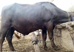 Black Color beautiful Bull for qurbani. Call or What'sup 03294594236