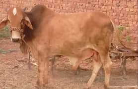 Wacha / Qurbani ka janwar / Bull / wachra / Desi bulls / Donda bull