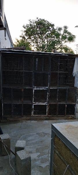 Very big size cage is available 1