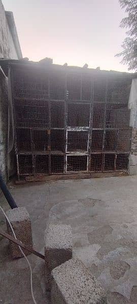 Very big size cage is available 2