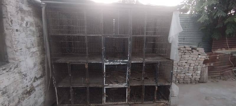 Very big size cage is available 0