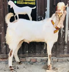 big size hevy w8 bakra for sale