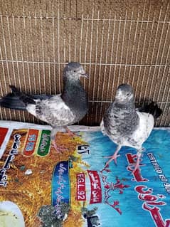 pigeon breed
