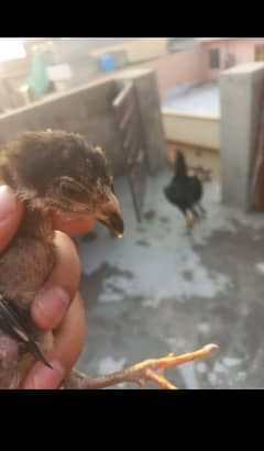 Thai chicks