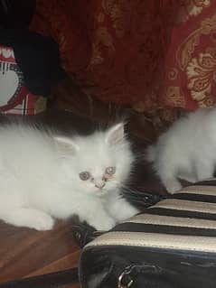 Persians kitten 45days white n ginger color available