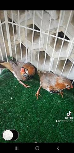 Half Orange finches