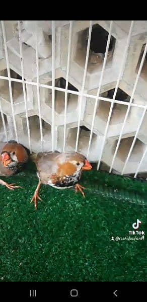 Half Orange finches 3