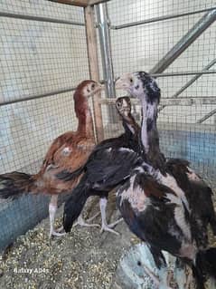 3 three aseel 1 male and 2 female home breed active and healthy