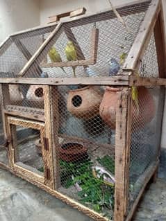 australian parrot budgies with cage