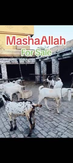 Goat Bakra For Qurbani بکرا