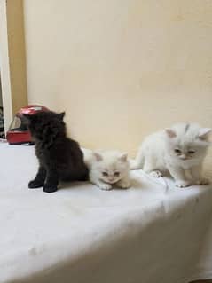 Persian cat triple cout