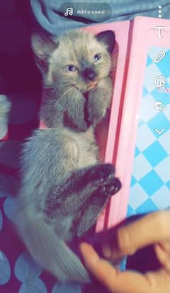 Siamese Kitten | Few Months Old