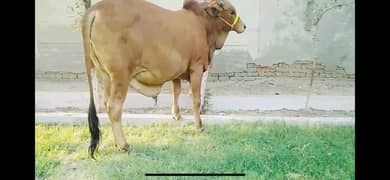 Beautiful bulls sale for Qurbani 2024