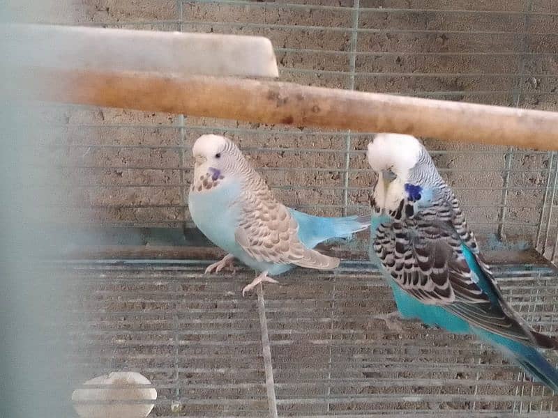 for sale exhibition pair breeding pairs age 1 year urgent sale 0