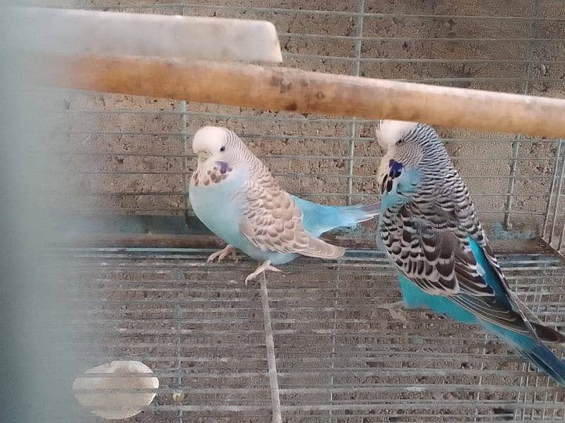 for sale exhibition pair breeding pairs age 1 year urgent sale 3