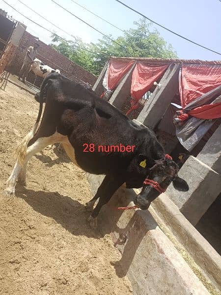 Farm cows For Sale 3