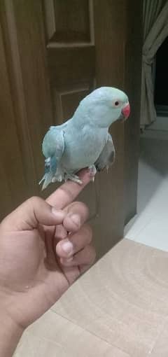 blue parrot hand tame