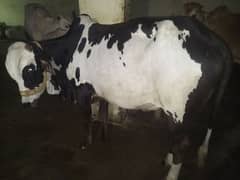 KHOBSORAT cow/2 daant