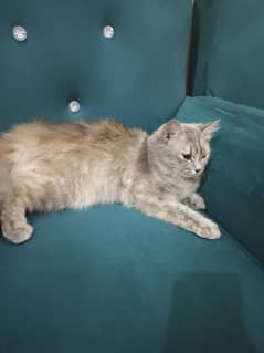 Doll face silver and white color 2 coat 1 year old cat for sale