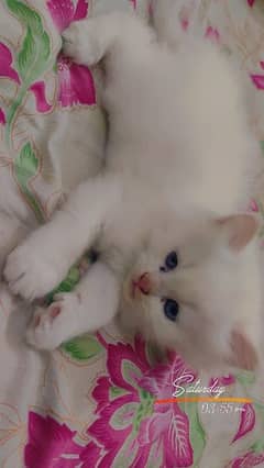 Beautiful White Persian Cat(kitten) with Blue Eyes for Sale