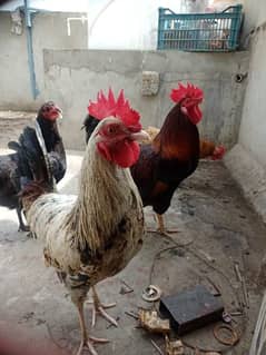 Roosters and Hens (murghay or murghiyan)