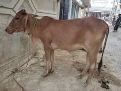 Desi Cow for Sale – Healthy and Strong