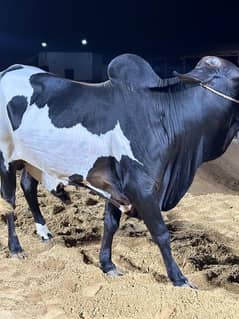 Black And White Abluk Bachra Cattle Farm Palai Bull