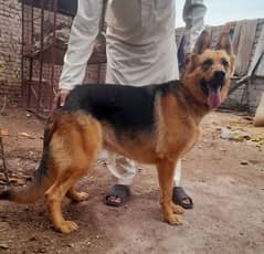 Gsd female one year age for sale or exchange with gsd pupps