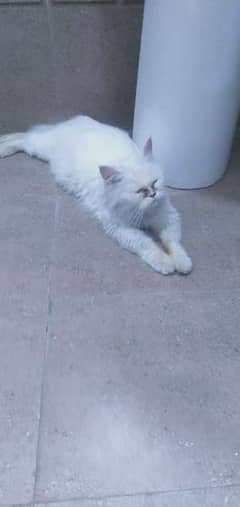 white persian cat 0