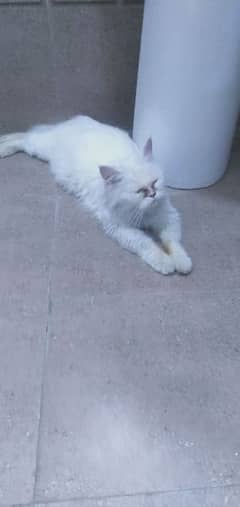 white persian cat