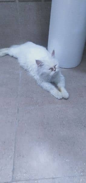 white persian cat 0