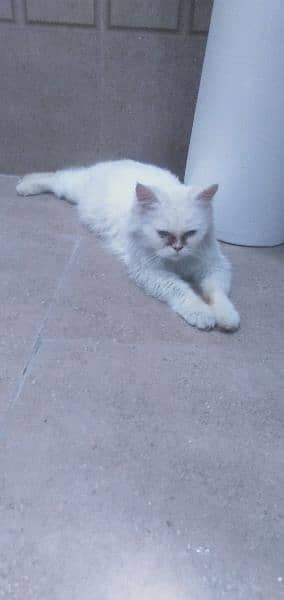 white persian cat 1