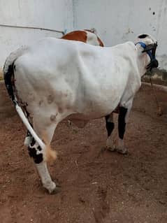 Bachri For Sale | cow | cow for sale | qurbani ka janwar