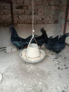 ayam Cimani young pair and chicks and white Heera chicks for sale