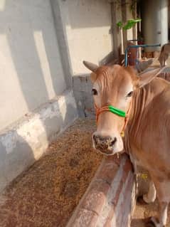 Urgent - Qurbani k liay Cow sale