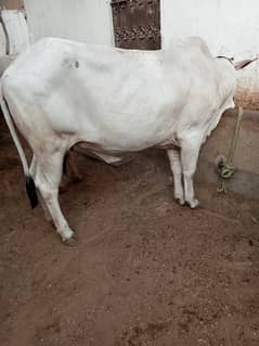 Bachri For Sale | cow | cow for sale | qurbani ka janwar