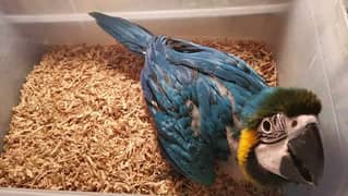 International birds Macaw parrot