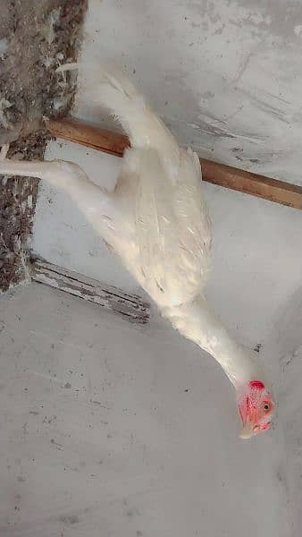 aseel heera patta for sale home breed bloodline white granted 2